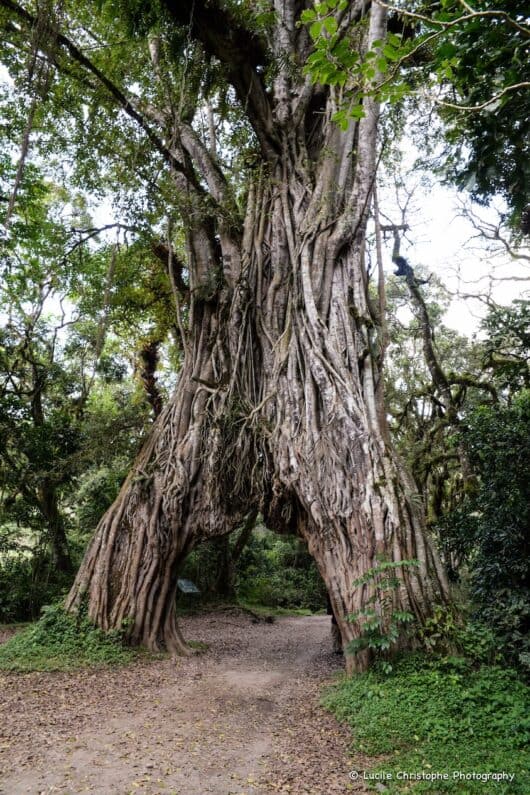 Immense arbre au tronc fendu en deux avec un chemin passant dessous dans le parc national d’Arusha, Tanzanie