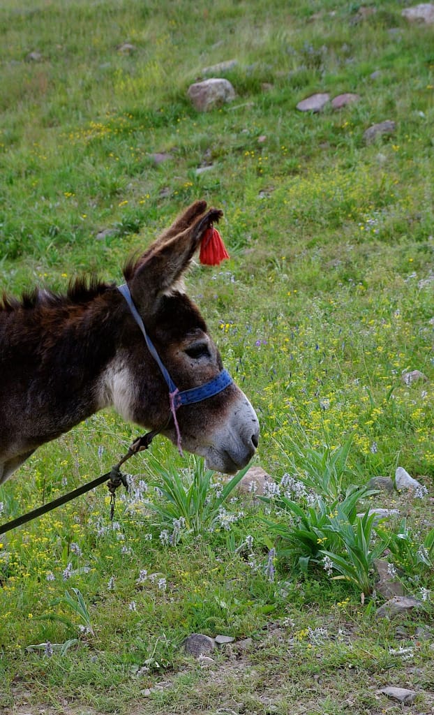 Âne en Inde
