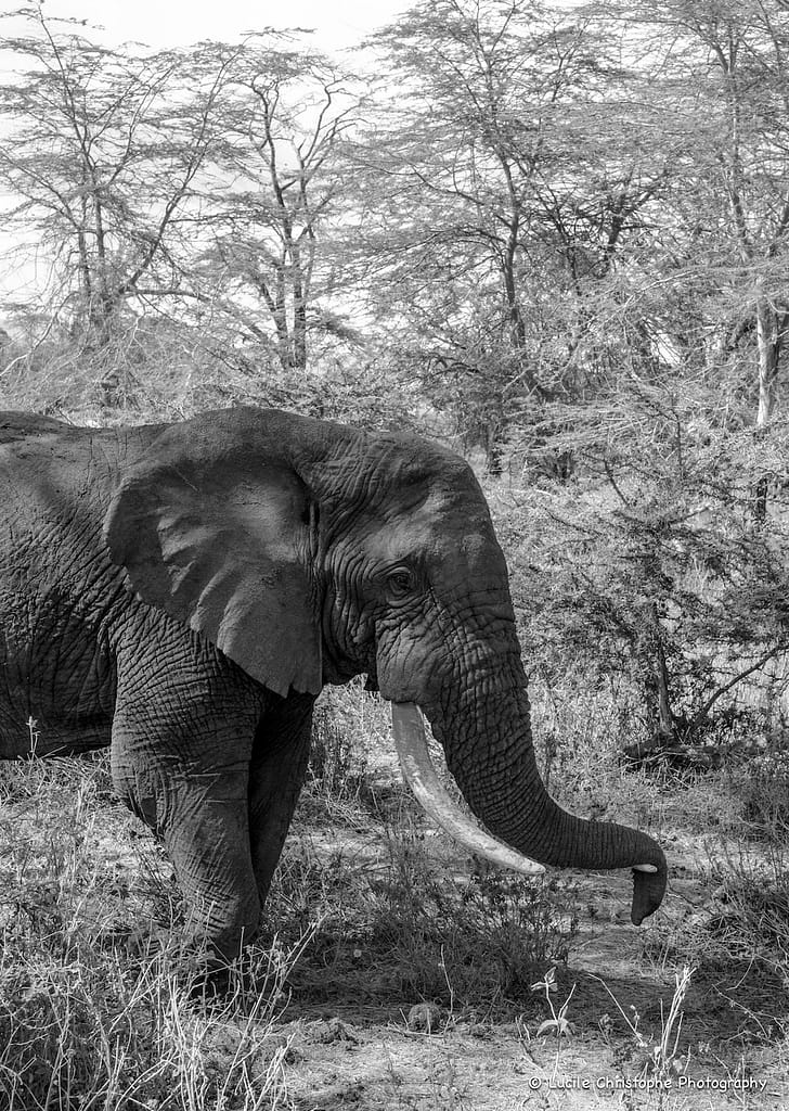 Cratère Ngorongoro
