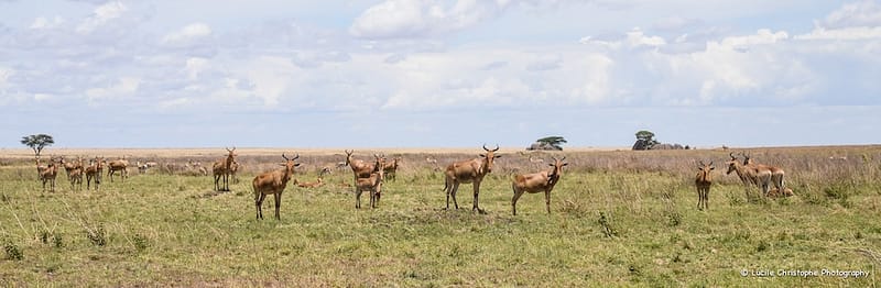 Famille de topi