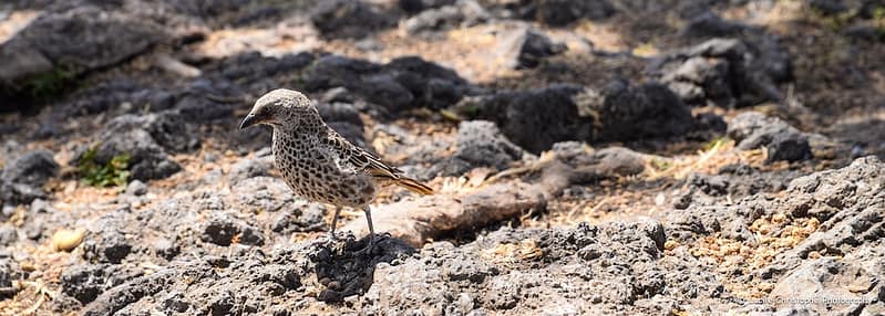 Cratère Ngorongoro
