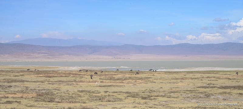 Cratère Ngorongoro