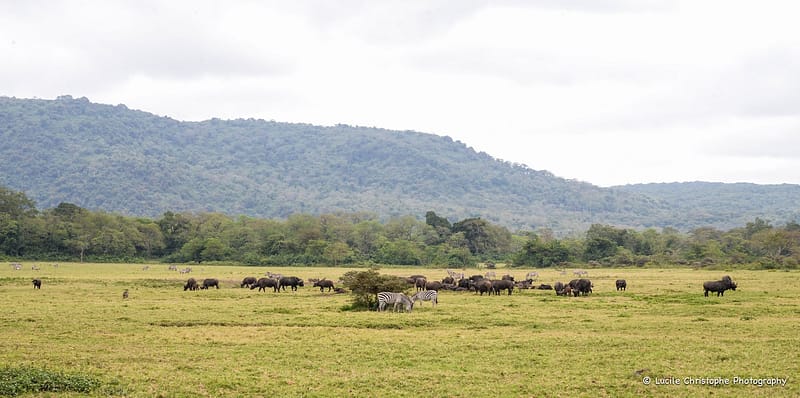 Zèbres et buffles dans la savane du parc national d’Arusha, Tanzanie