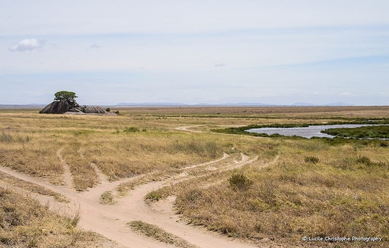 Serengeti