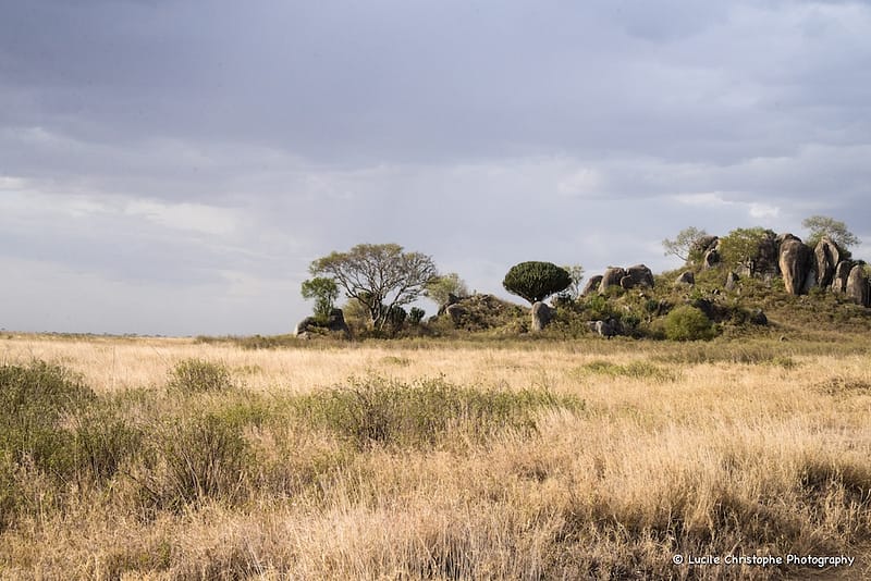 Serengeti centre