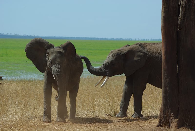 Éléphants du Tarangire