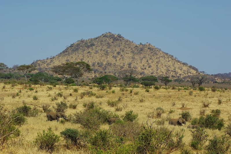 Éléphants dans la savane Tarangire