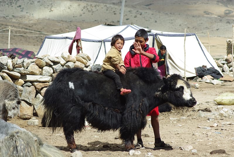 Nomades - ladakh