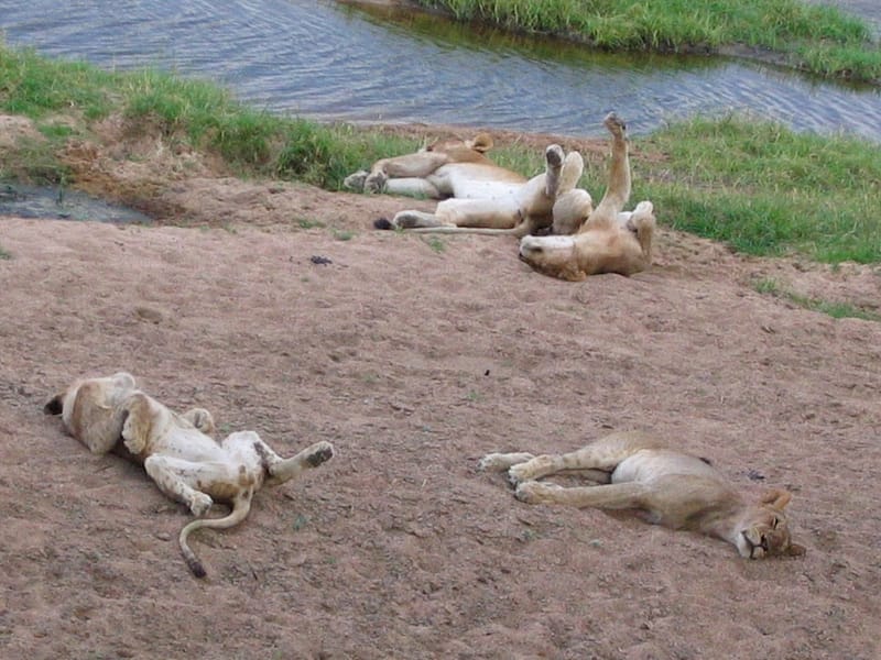 Lions qui paresse