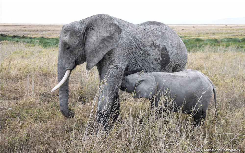 Allaitement éléphant Serengeti