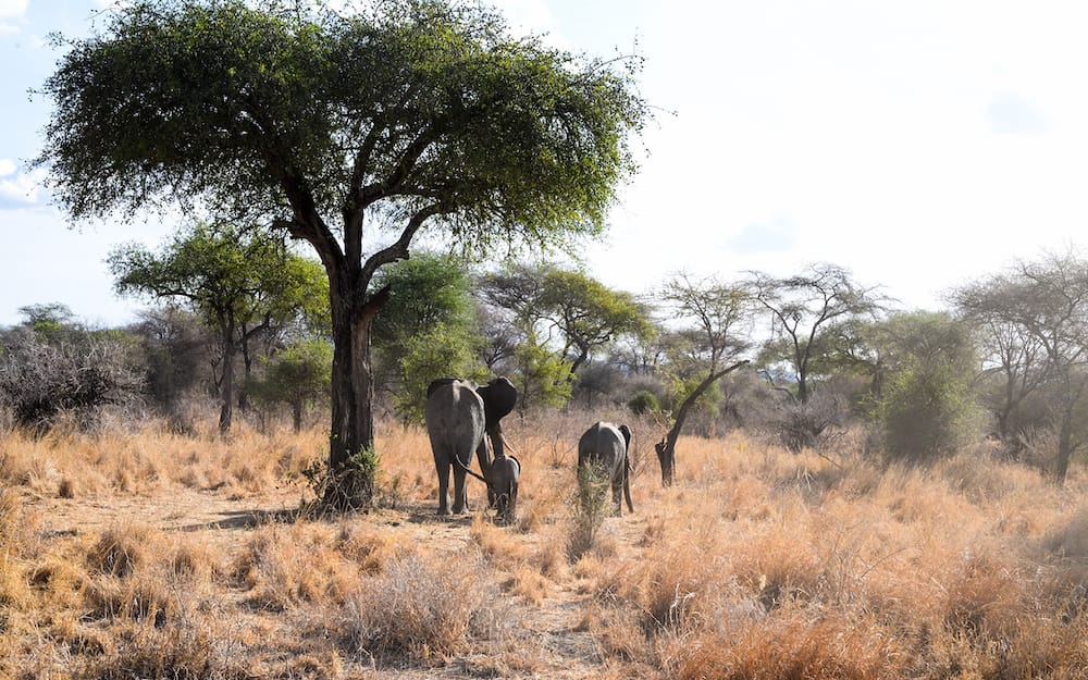 Famille d'éléphants au Tarangire