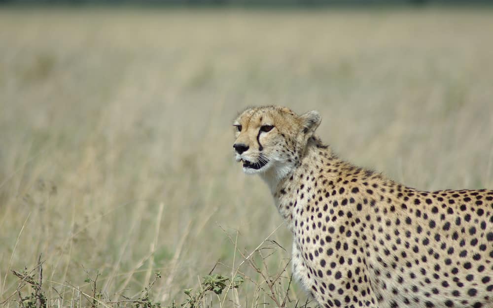 Guépard - Serengeti