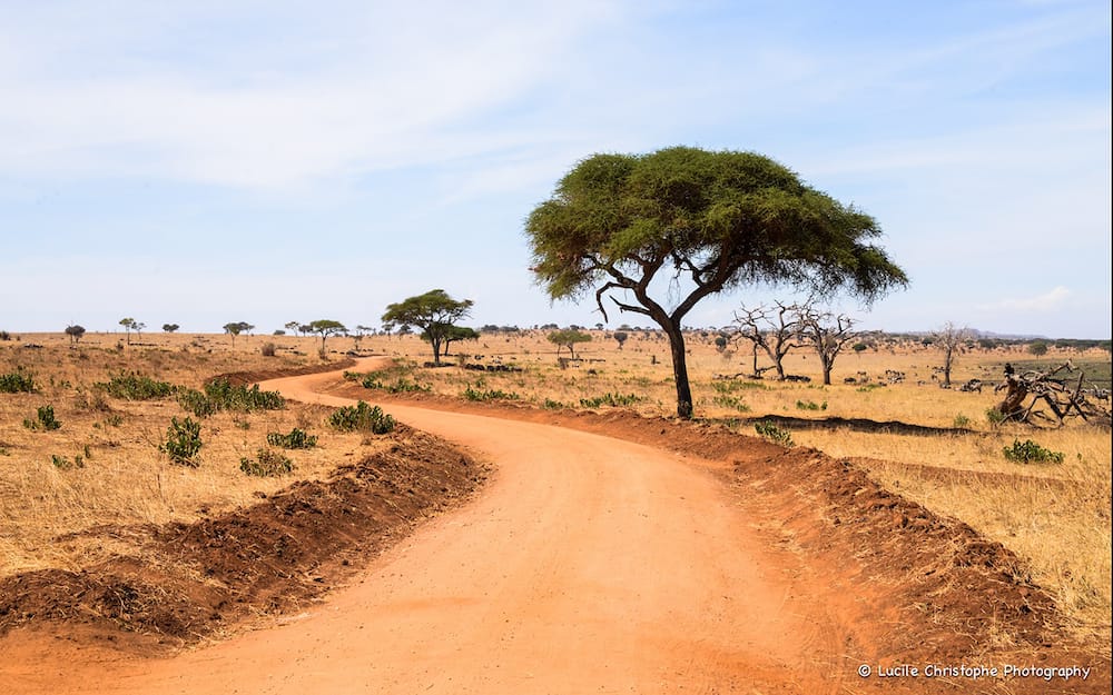 Les pistes ocre du Tarangire