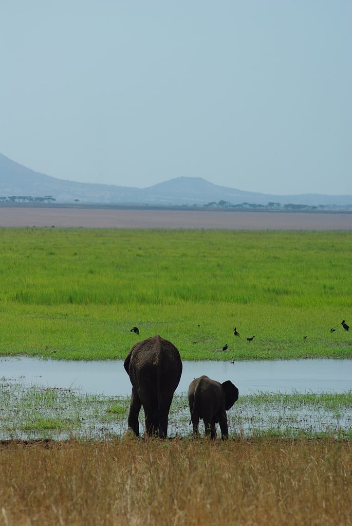 Éléphants, Tarangire, Tanzanie