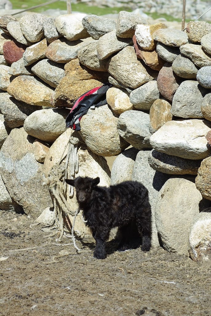 Nomade au lac TsoMoriri