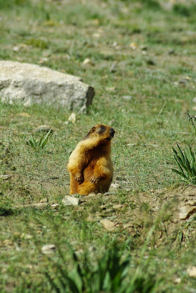 La marmotte... espèce qui prolifère entre Rangdum et Padum. Curieuse, bien en chair, elle siffle, court, se tapie ou bien bronze sur la roche. Un seul cliché pour hommage !
