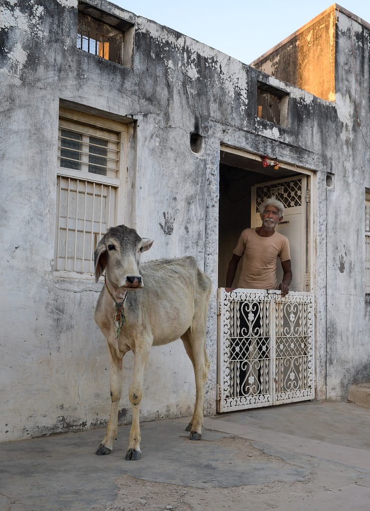 Scène de vie en Inde à Chandelao avec un habitant et une vache devant une maison