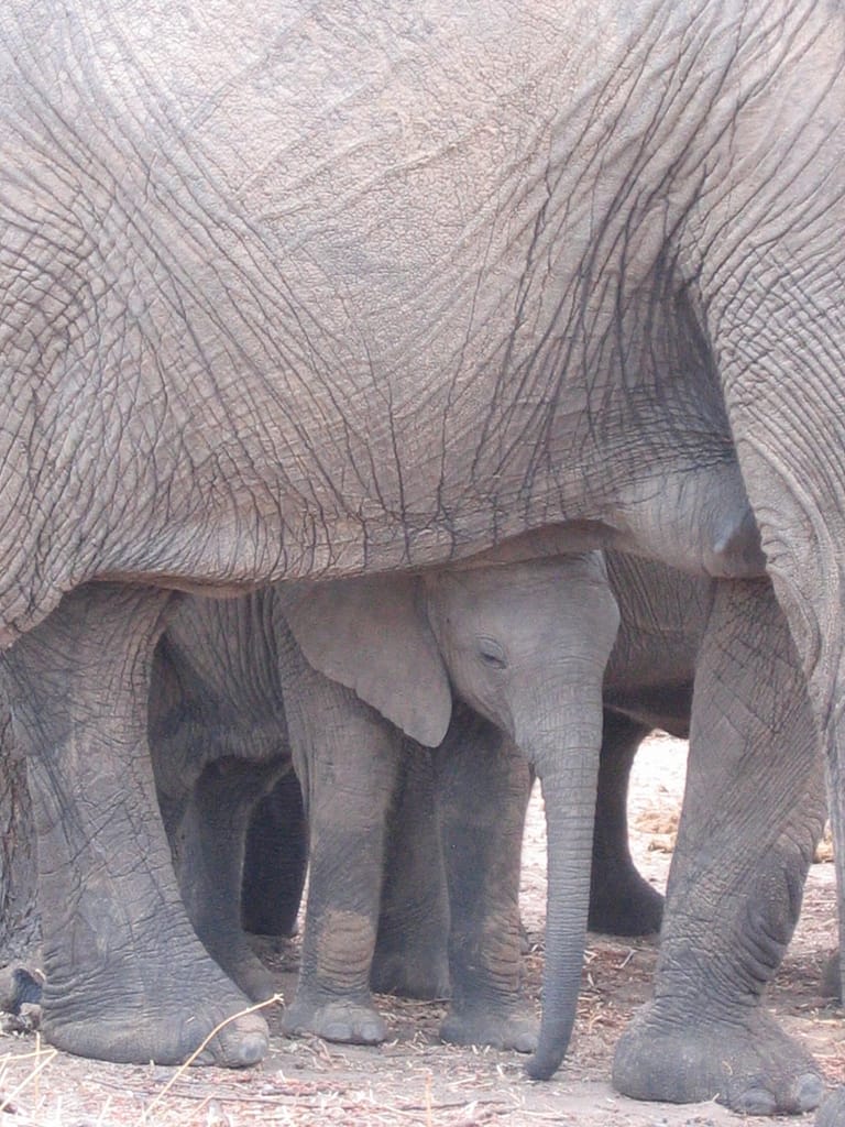 Bébé éléphant, Ruaha Tanzanie