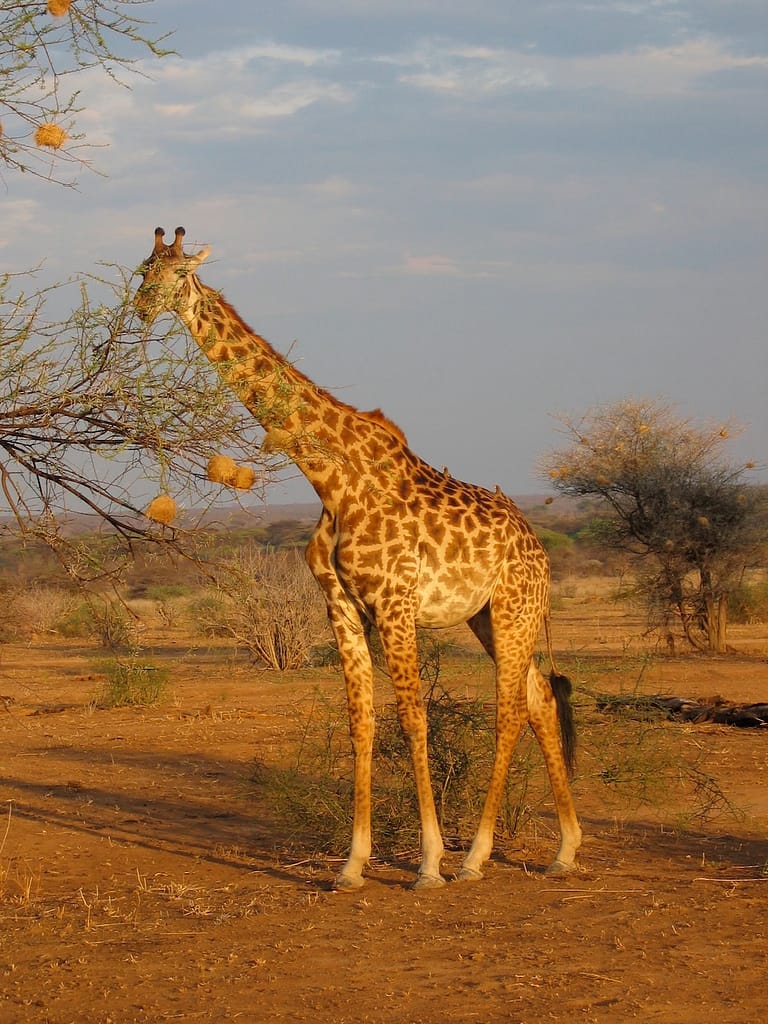 Giraffe au Ruaha, Tanzanie