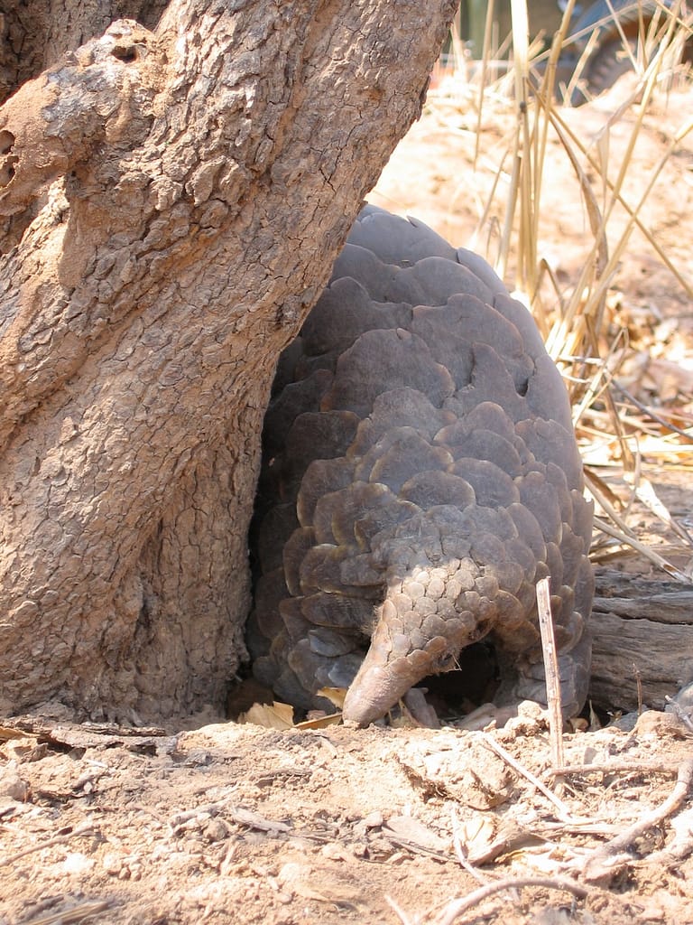 Pangolin au Ruaha, Tanzanie