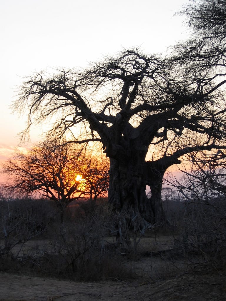 Couché de soleil arboré, Ruaha, Tanzanie