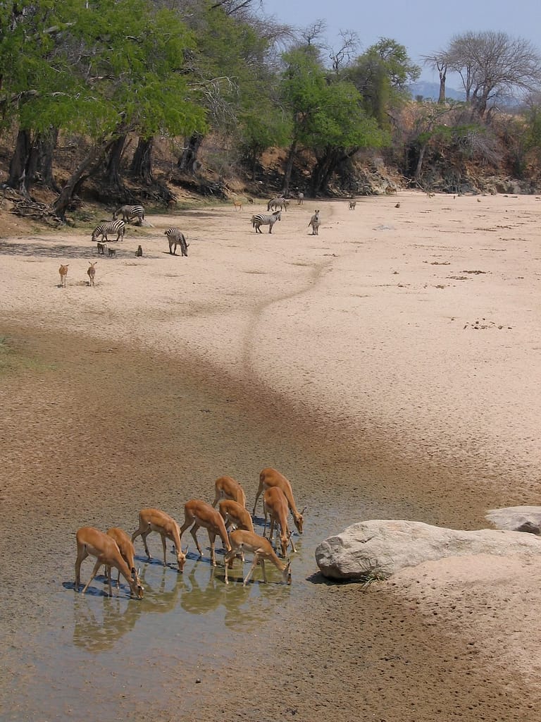 Troupeaux d'animaux,Zèbres et gazelles, Ruaha, Tanzanie