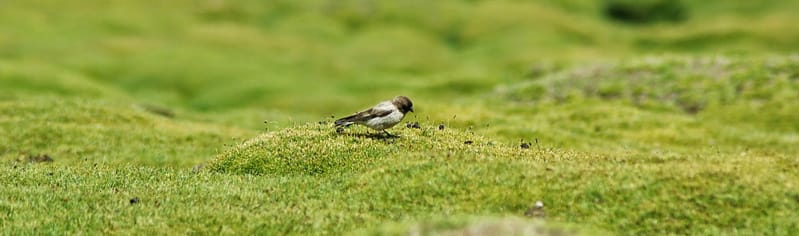 Sur l'herbe près de Tsomoriri - Ladakh