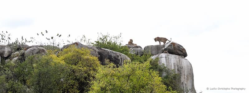 Le rocher au lion, parc du Serengeti