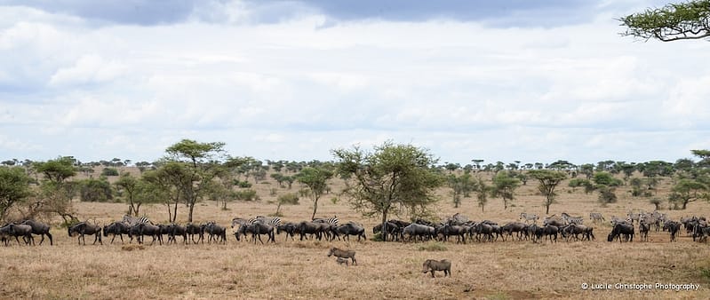 Serengeti, troupeaux zèbres et gnous