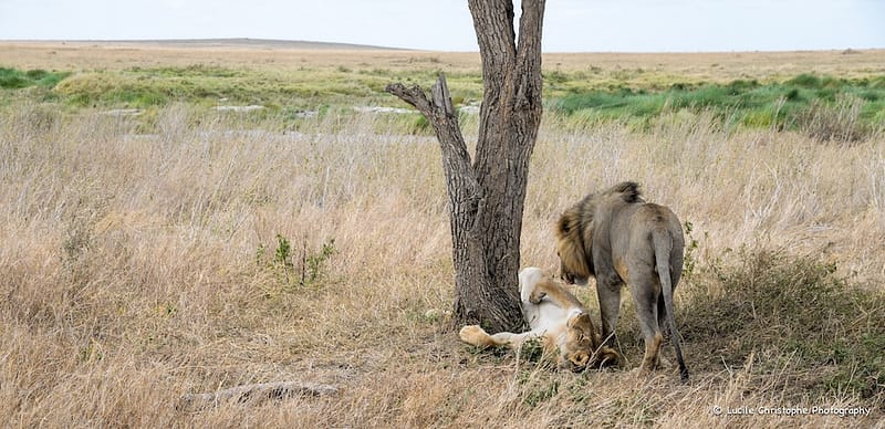 Parade amoureuse, Tanzanie