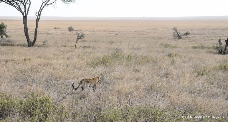 Léopard en journée, au Serengeti