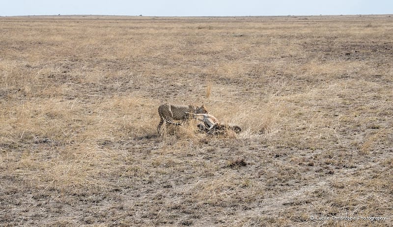 Guépard après la chasse