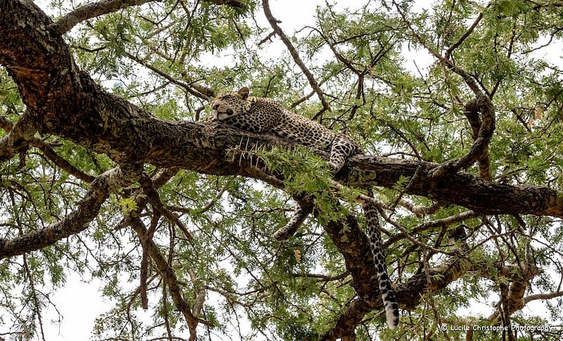 Leopard, Tanzanie