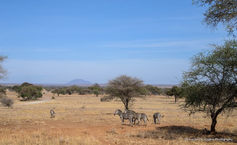 Zèbres dans un paysage du Tarangire