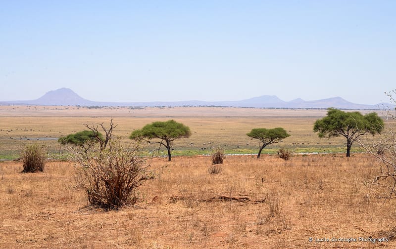 Paysage du Tarangire