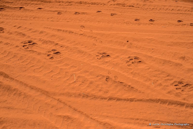 Empreintes de lion