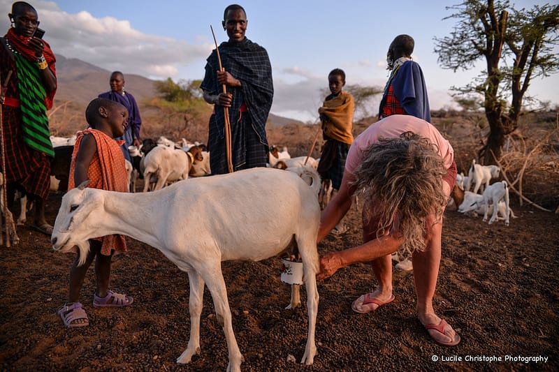 Immersion, participation à la traite en soirée