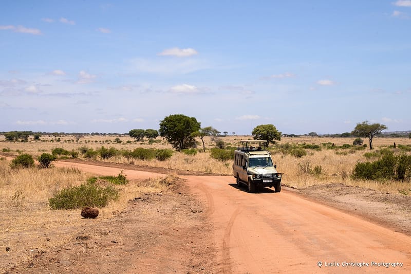 Safari au tarangire