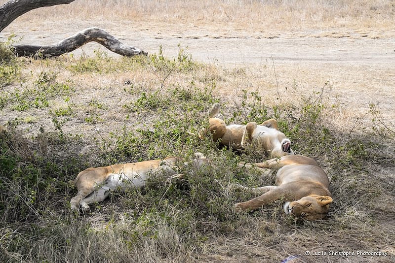 Lions au Serengeti