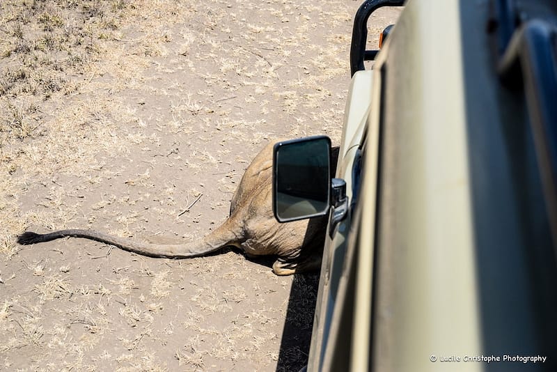 Lion caché, Tanzanie
