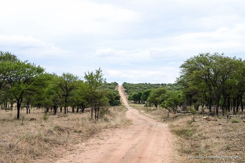 Serengeti, vers les pistes du Nord, région de Lobo.