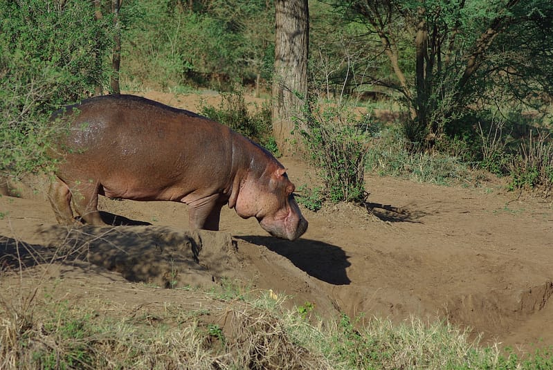 Hippopotame Selous, Tanzanie