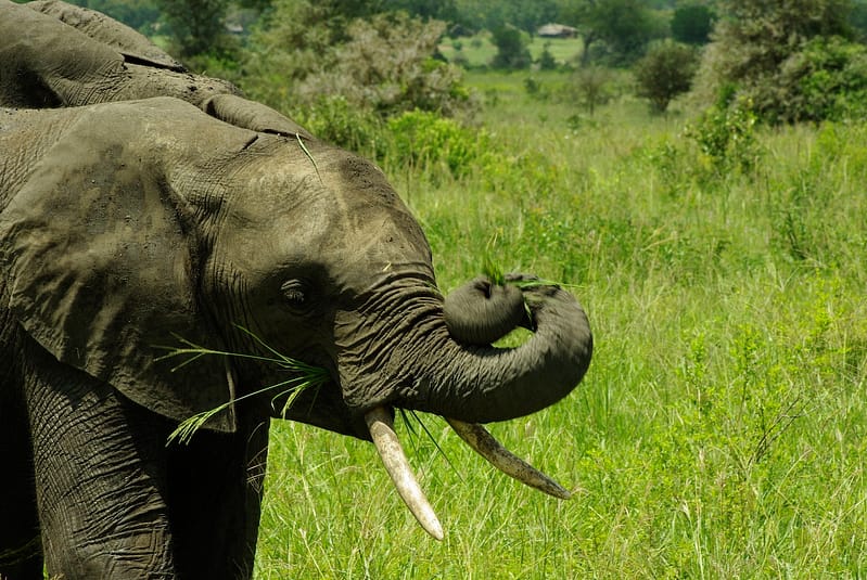 Éléphants Selous, Tanzanie