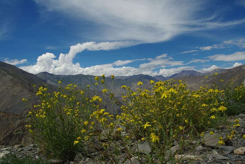 Fleurs jaunes sauvages (probablement séneçon) sur fond de montagnes sous un ciel nuageux