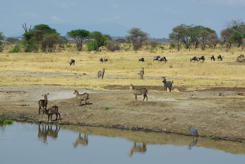 Nombreux animaux au bord de la rivière, au Tarangire