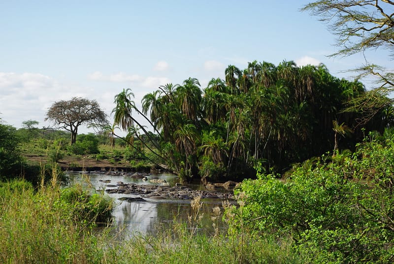 Hippo Pool Selous, Tanzanie