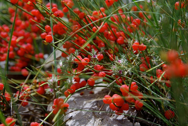 Plantes sauvages avec petites baies rouges en montagne