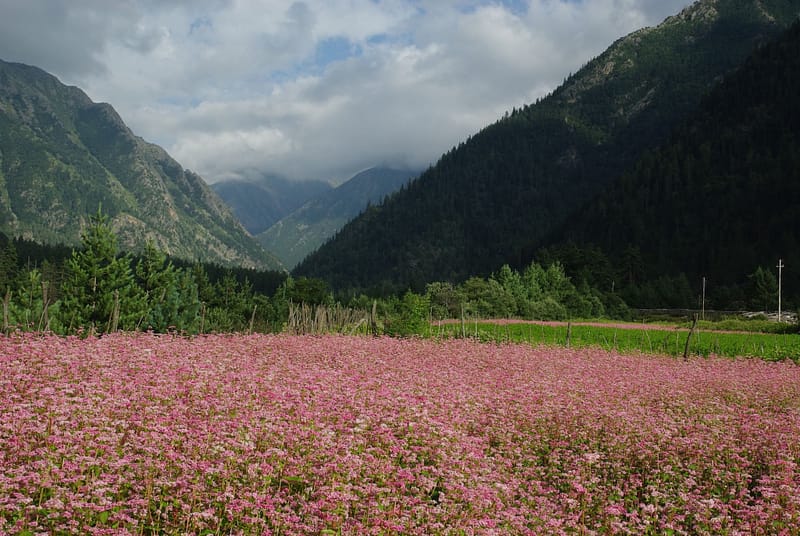 Champs de blé noir près du village de Rakcham, Kinnaur, Inde du Nord