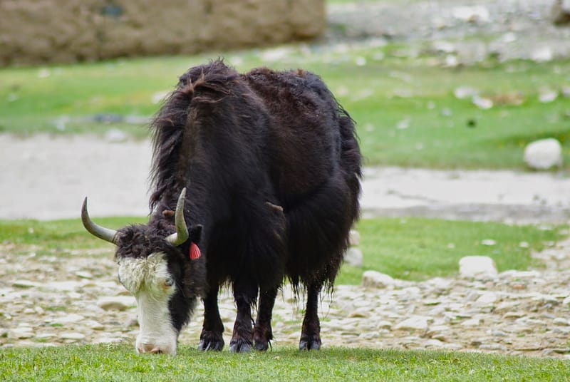 Yak - Ladakh, région de Tso Moriri