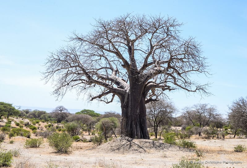 Boabab Tarangire, Tanzanie